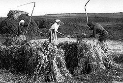 Для получения даже мизерных урожаев русские земледельцы прилагали грандиозные усилия